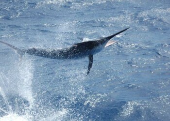 Marlin show up for Interclub